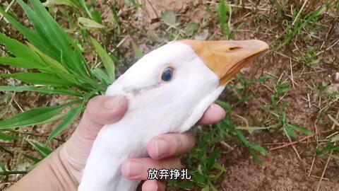 梦到吃瓜娃子,揭秘梦中吃瓜娃子的神秘寓意 第1张 梦到吃瓜娃子,揭秘梦中吃瓜娃子的神秘寓意 第1张